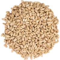 RAW (unmalted) Wheat, Briess LB